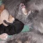 ILoveCats2